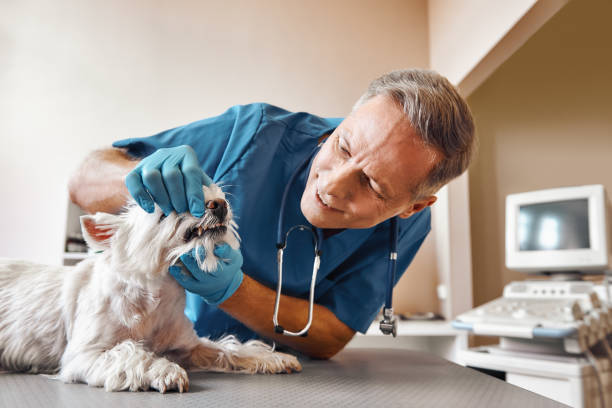 Best Walk-In Emergency Dental Services in Milbank, SD